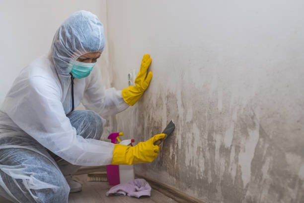 Best Emergency Mold Remediation in Fayetteville, NC