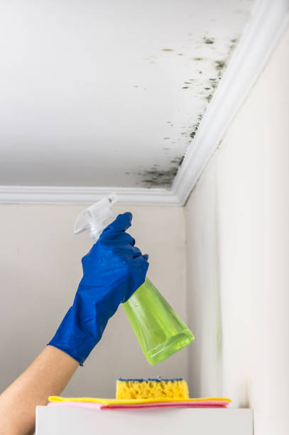 Best Basement Mold Remediation in Fayetteville, NC