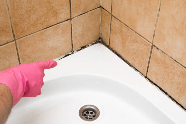 Best Black Mold Remediation in Fayetteville, NC